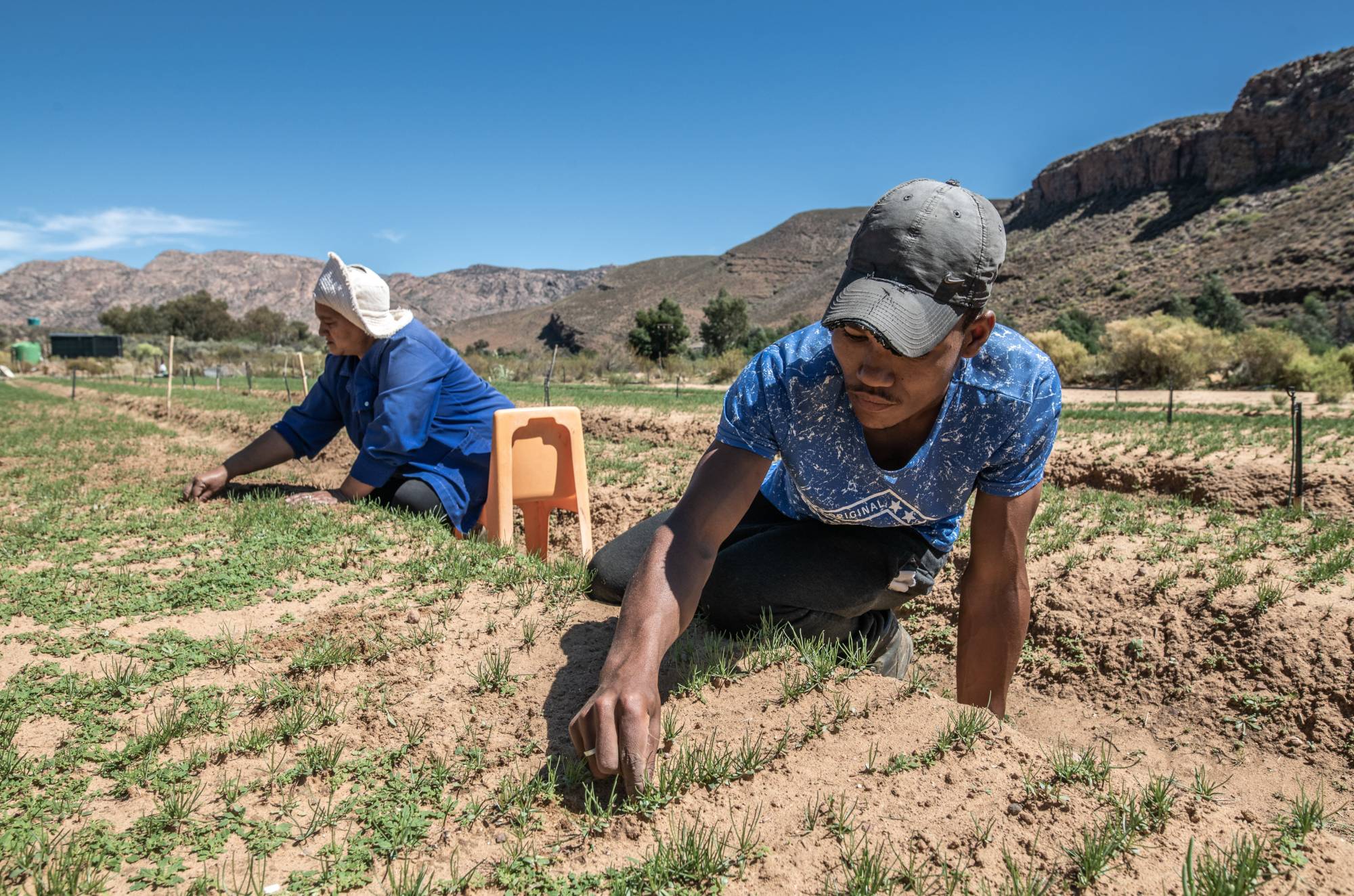 Workers tending young Rooibos seedlings in the Cederberg, Western Cape