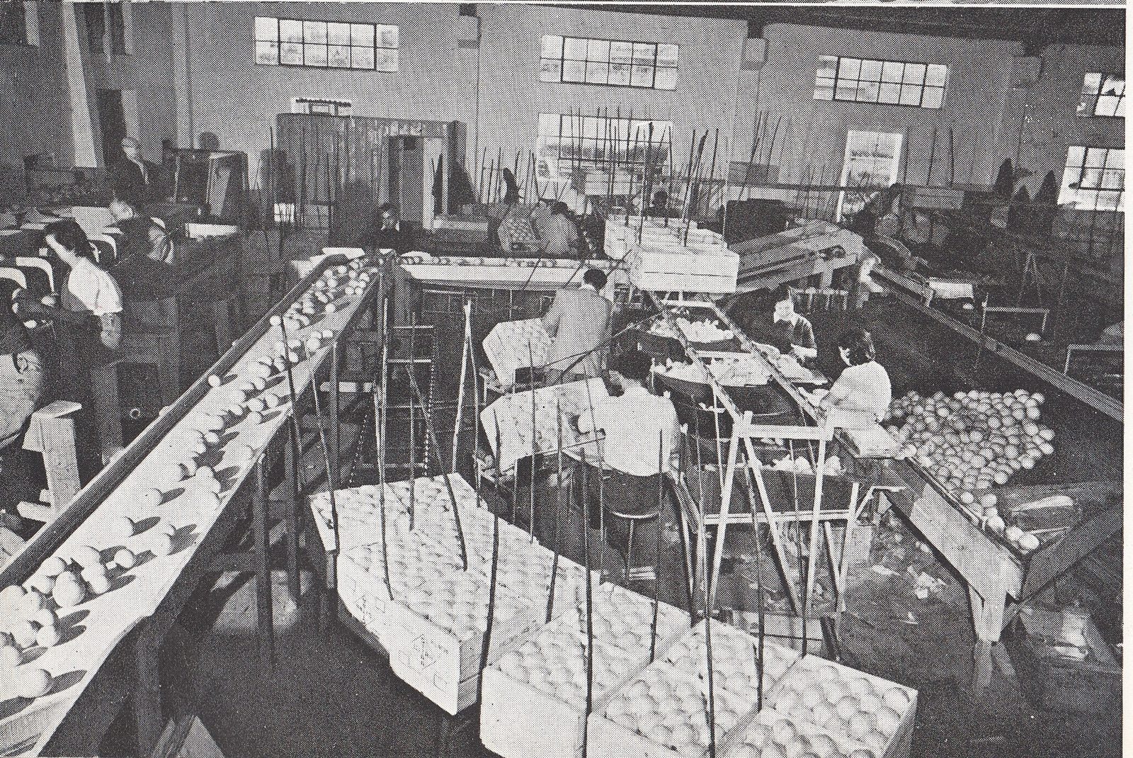 Oranges moving along a citrus packing line