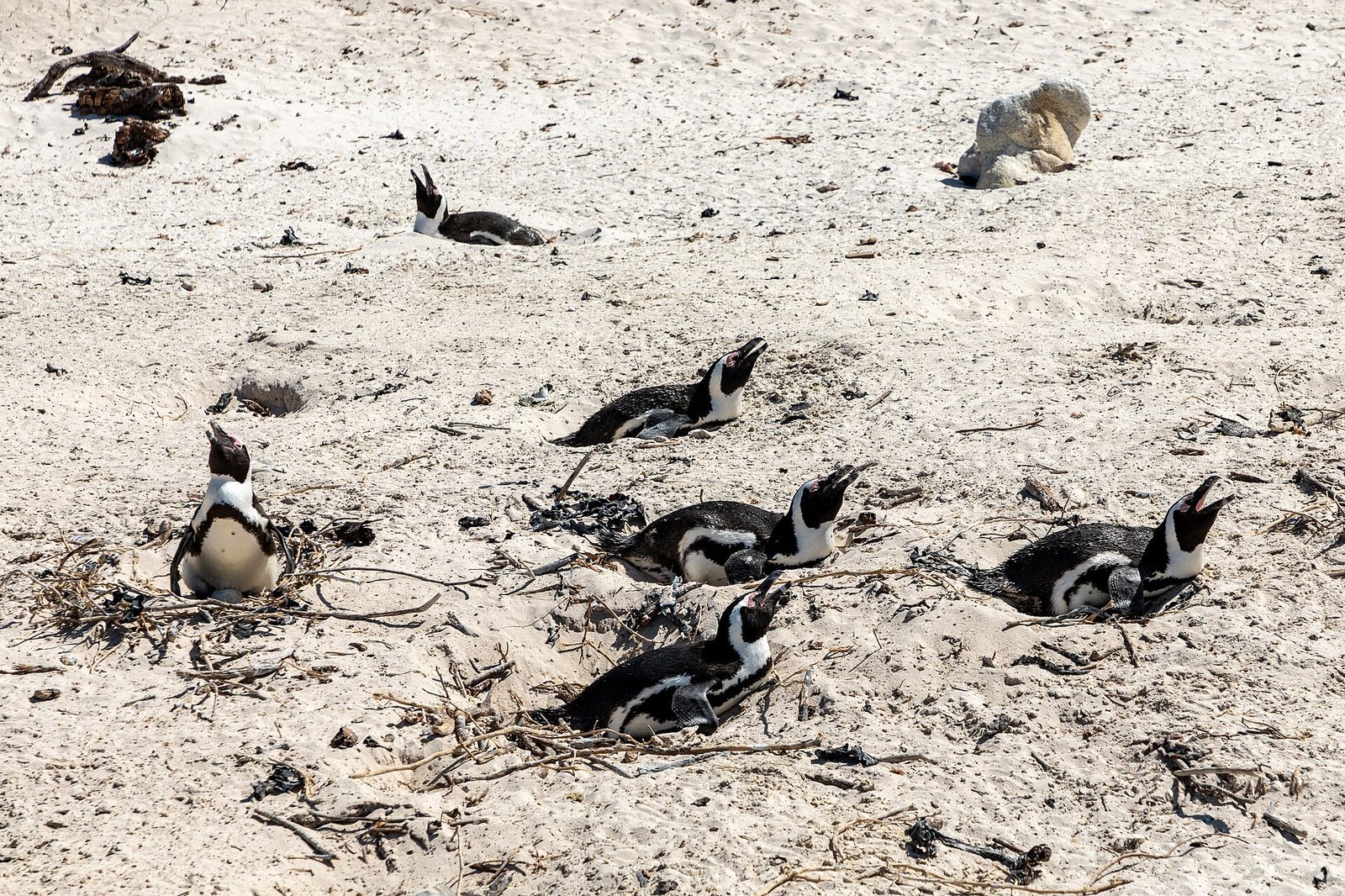African penguins at the Boulders Beach colony near Simon's Town